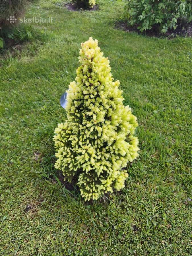 Dekoratyvinė nykštukinė eglė