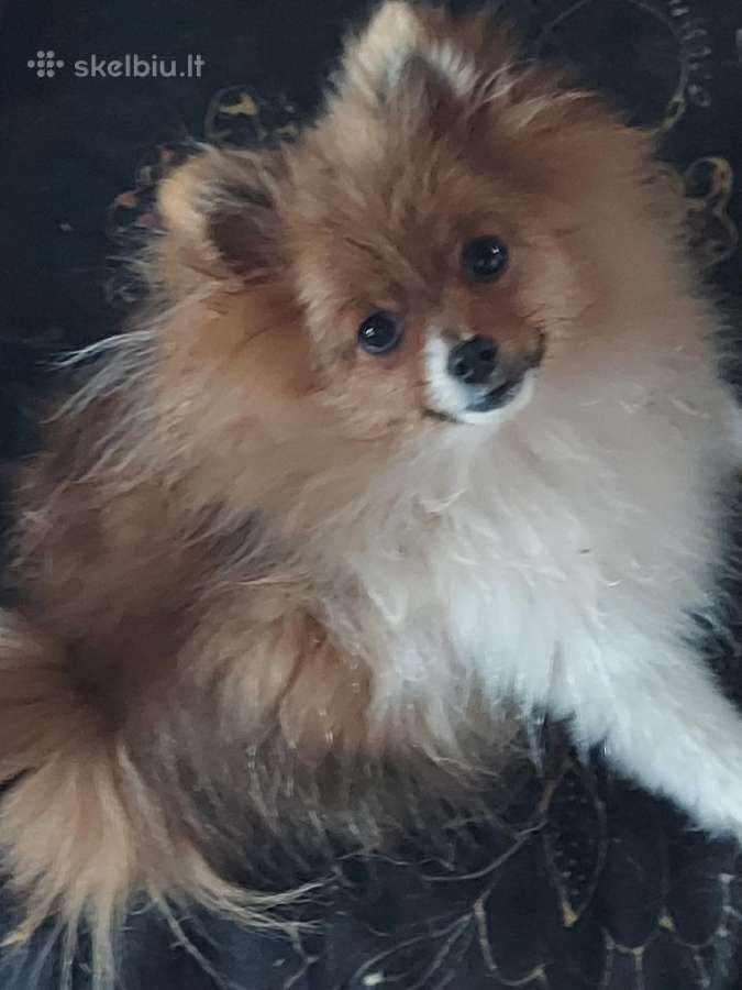 Pomeranijos špiciukė