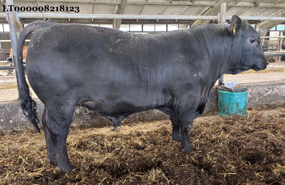 Angus buliukai veislei 16 mėn amžiaus - nuotraukos Nr. 2