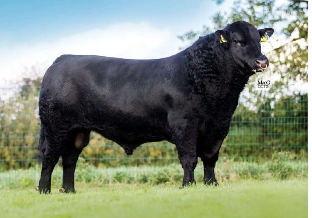 Angus buliukai veislei 16 mėn amžiaus - nuotraukos Nr. 6
