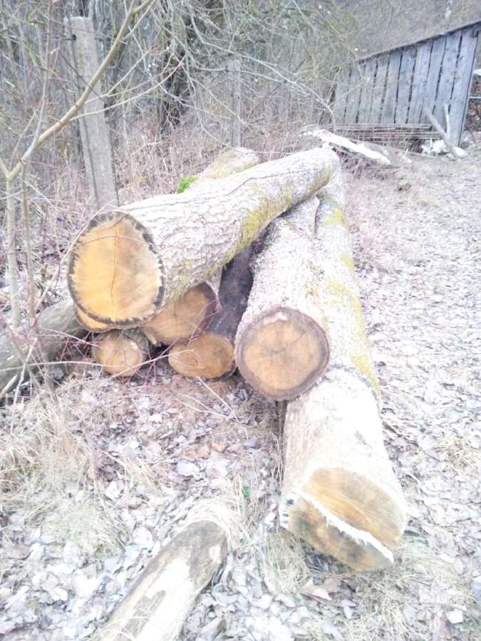 Parduodu sausuolius ąžuolo rastus