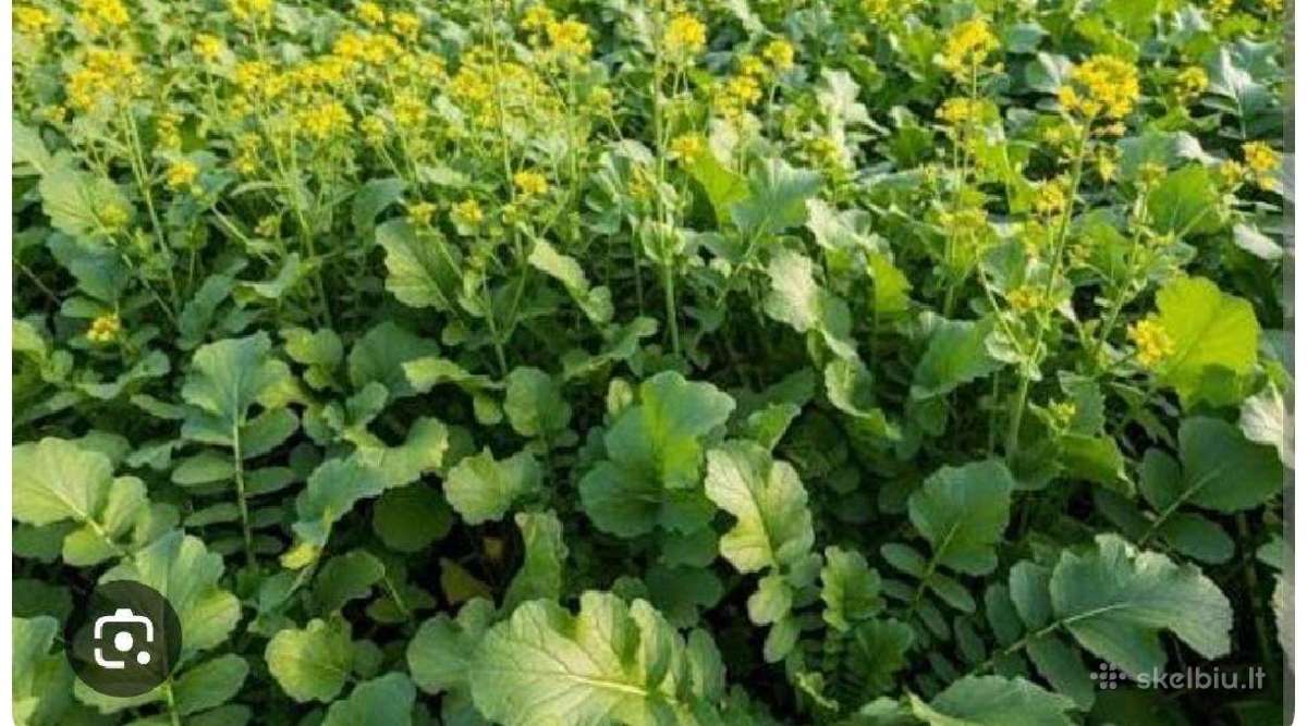 Perkame įvairių rūšių garstyčios visoje Lietuvoje