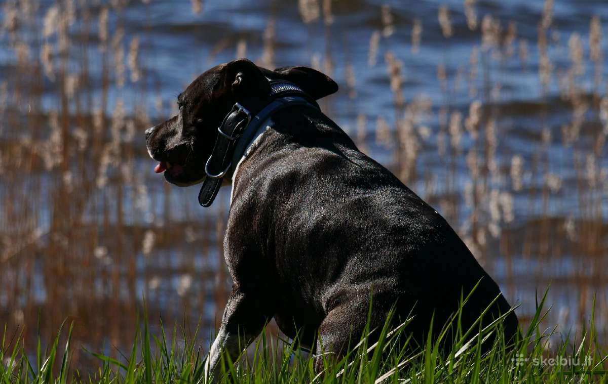 Panasonic Lumix G Vario 100-300mm / F4.0-5.6 - nuotraukos Nr. 5