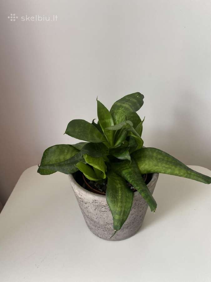 Sansevieria su keramikiniu vazoneliu - nuotraukos Nr. 2