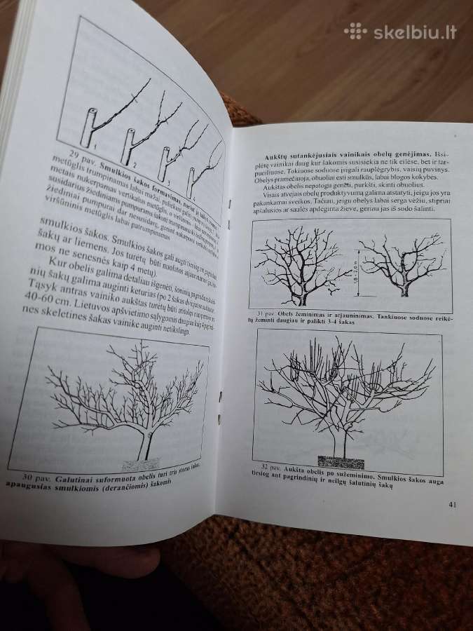 Vaismedžių genėjimas ir perskiepijimas - nuotraukos Nr. 3