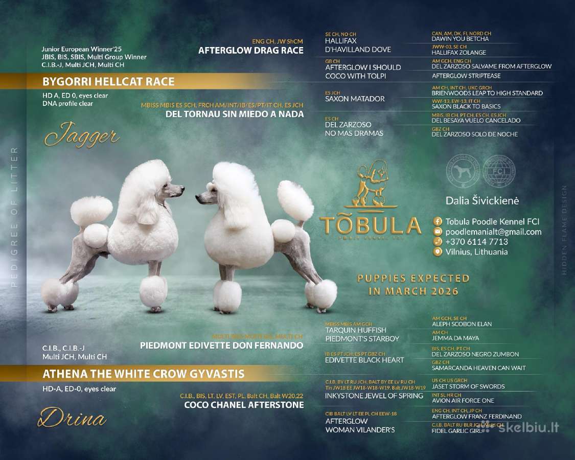Balti didieji pudeliai. Veislynas Tobula. Pudelis.