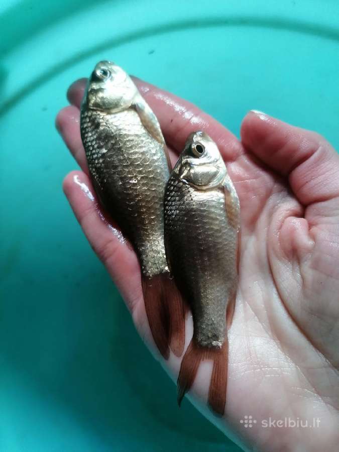 Karosiukai masalui