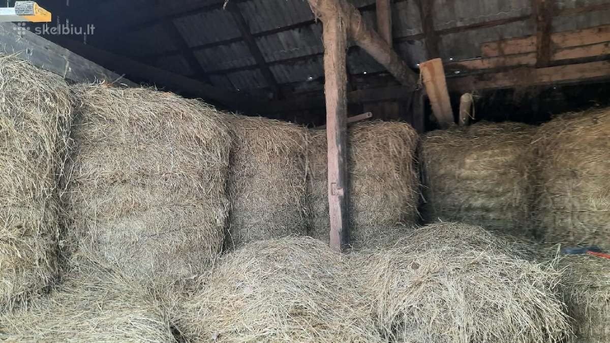 Šienas
