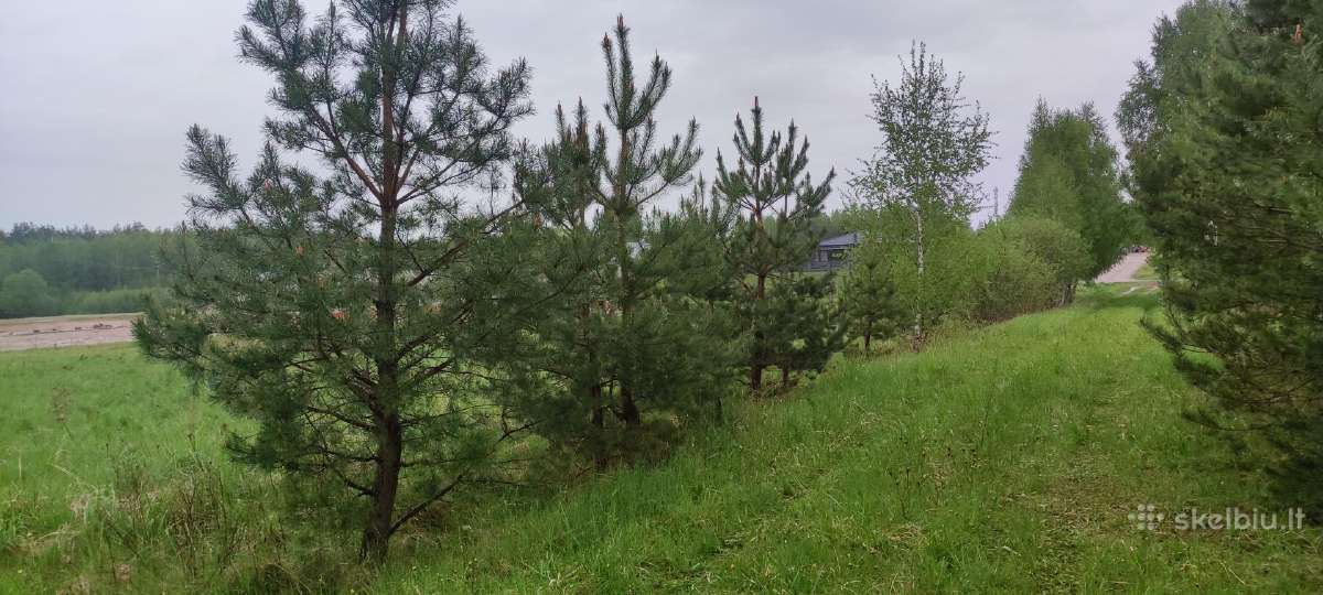 Sklypas su namo projektu ir statybos leidimu - nuotraukos Nr. 4