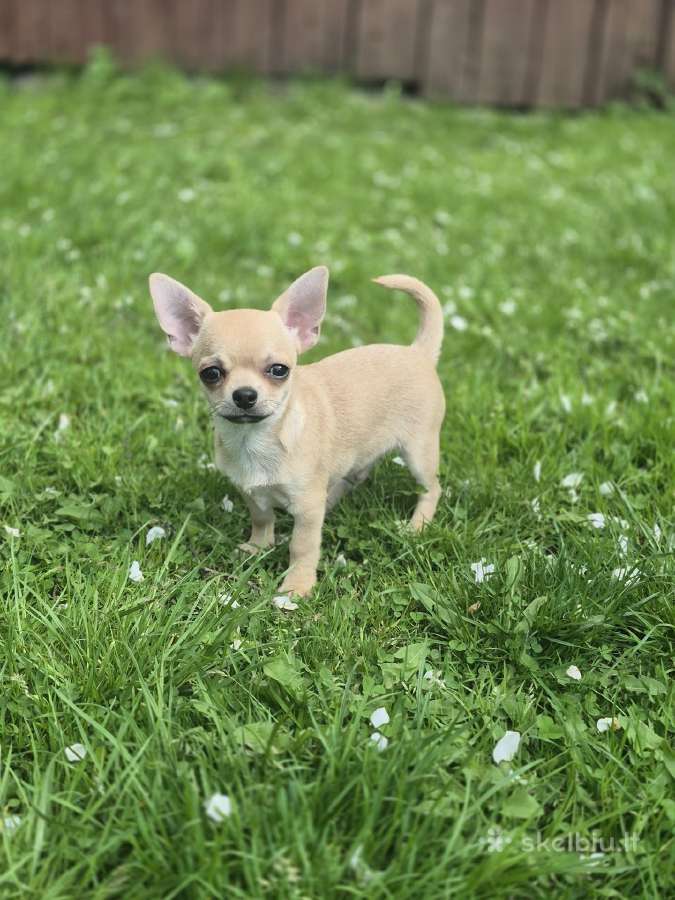 Chihuahua