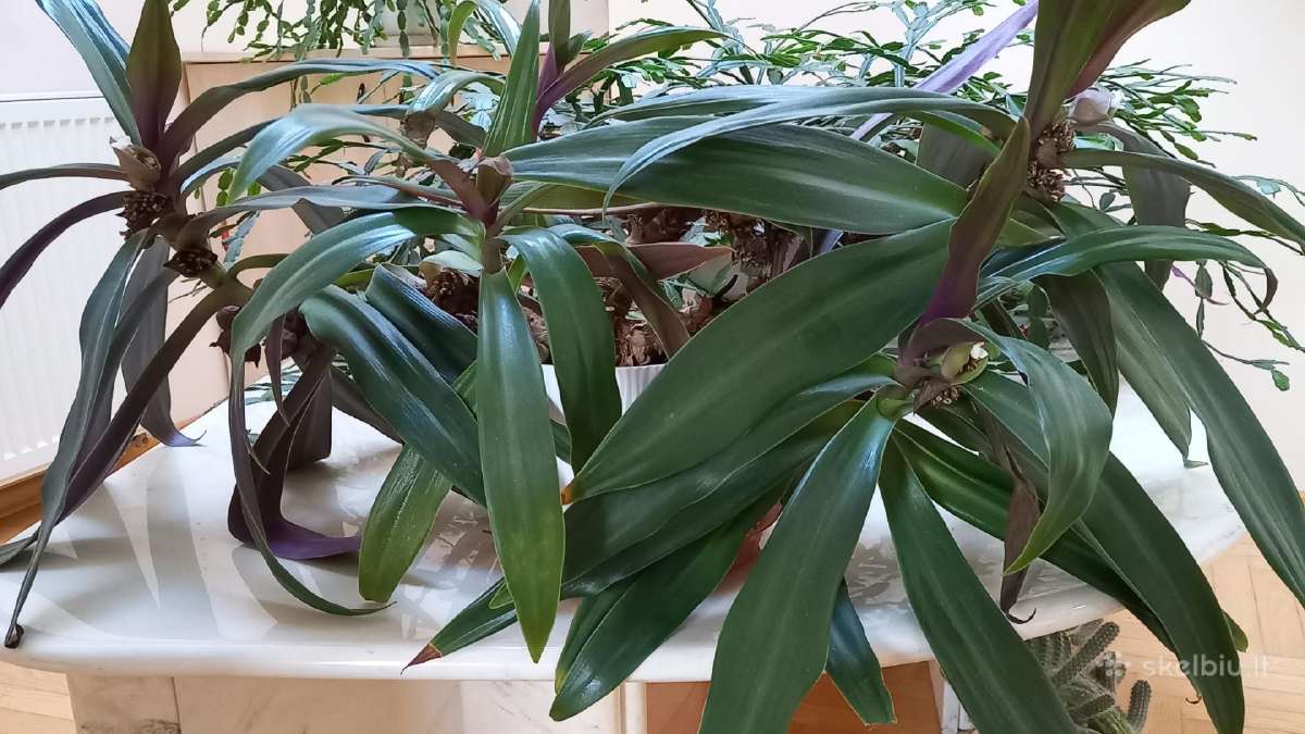 Įspūdinga kambarinė gėlė – Tradescantia spathacea