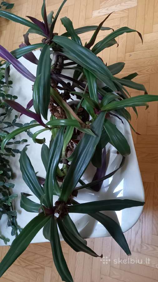 Įspūdinga kambarinė gėlė – Tradescantia spathacea - nuotraukos Nr. 2