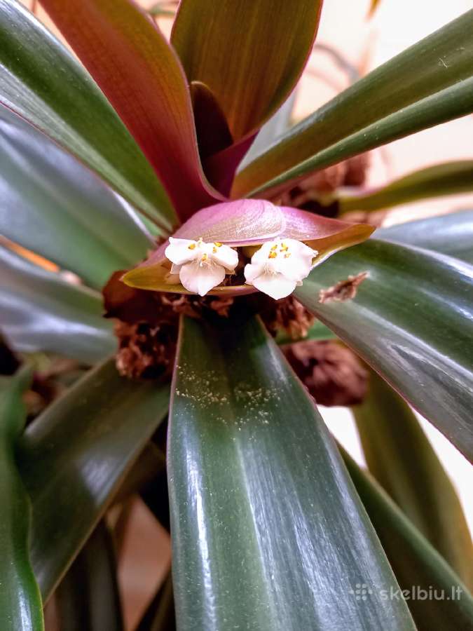 Įspūdinga kambarinė gėlė – Tradescantia spathacea - nuotraukos Nr. 3