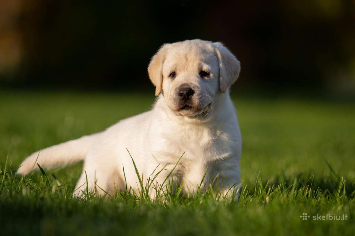 Labradoro retriveriai su dok