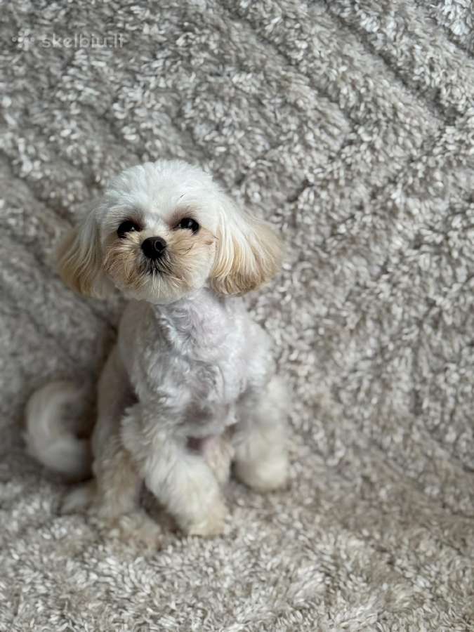 Maltipoo Mergytė