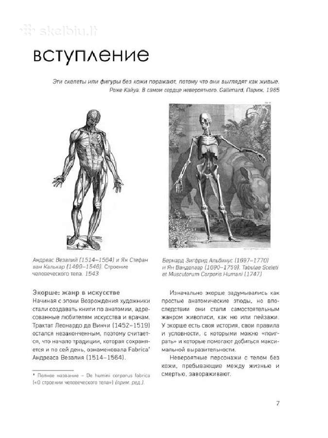 Morfo. Anatomija dlja xudozhnikov - nuotraukos Nr. 6