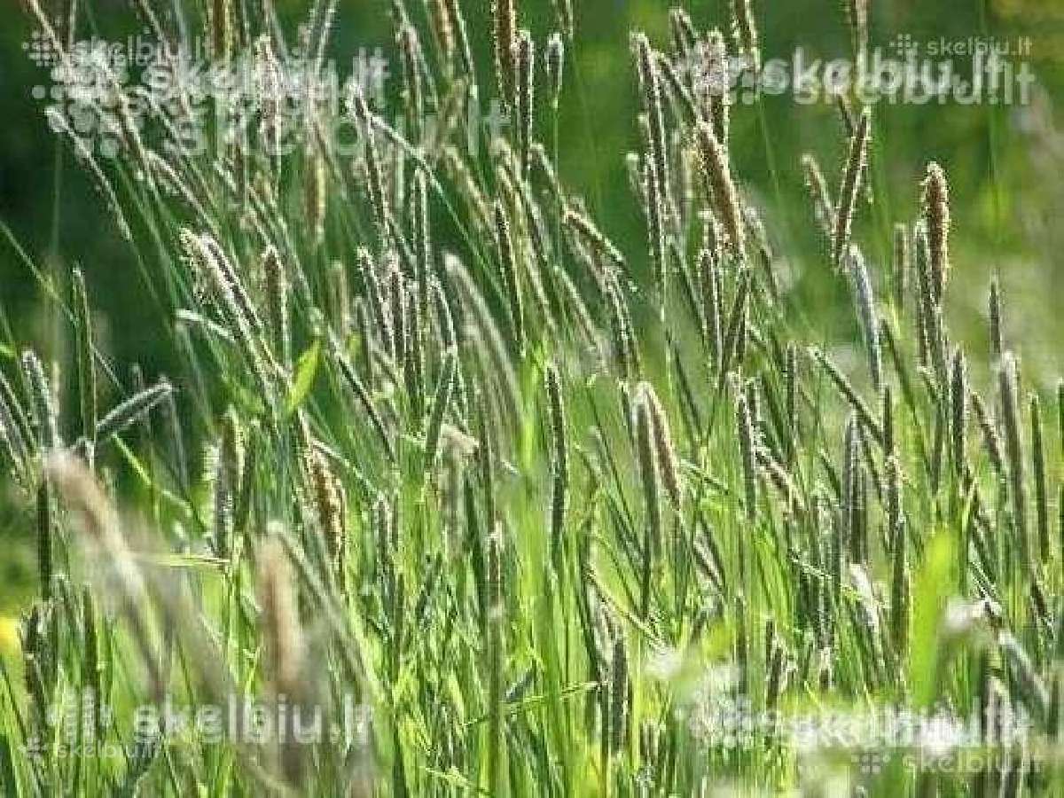 Pašarinės žolės, ju mišiniai ganymui - šienavimui
