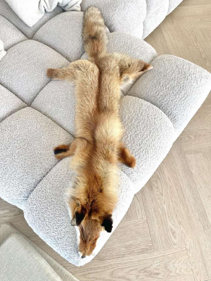 Tikros lapė kailis