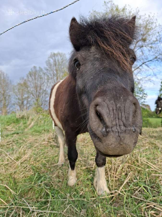 Parduodamas poni arkliukas