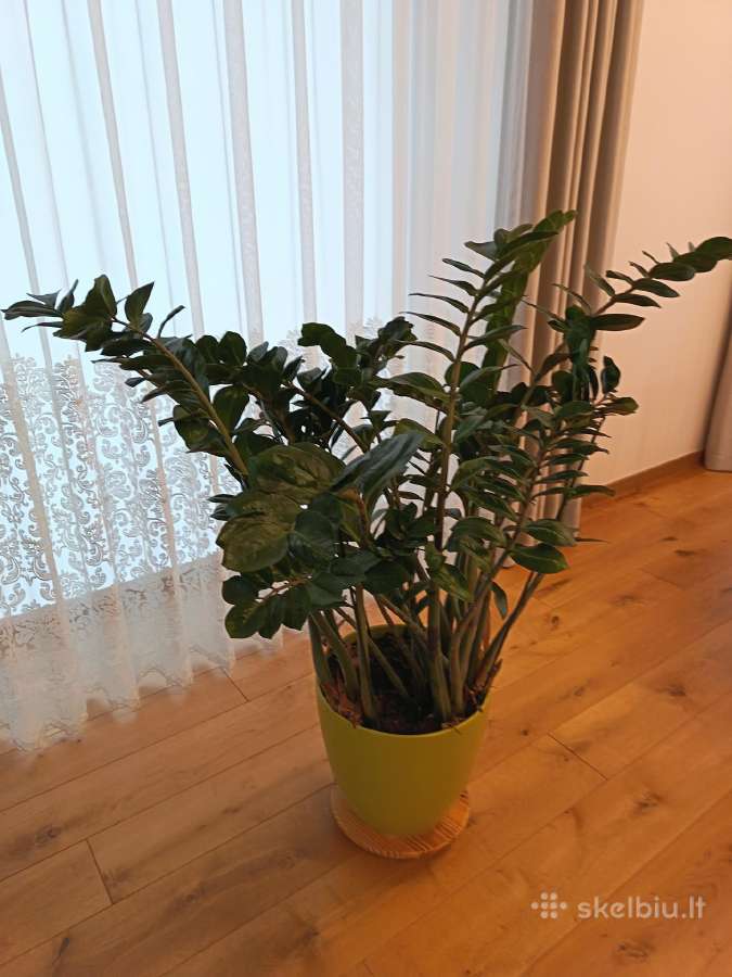 Puikus zamiokulkas