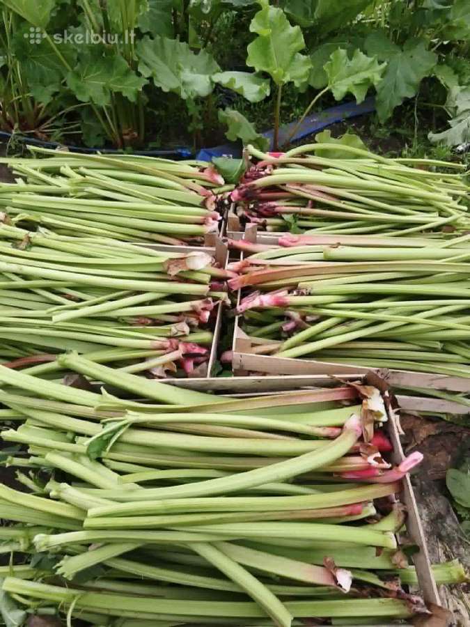 Rabarbarai