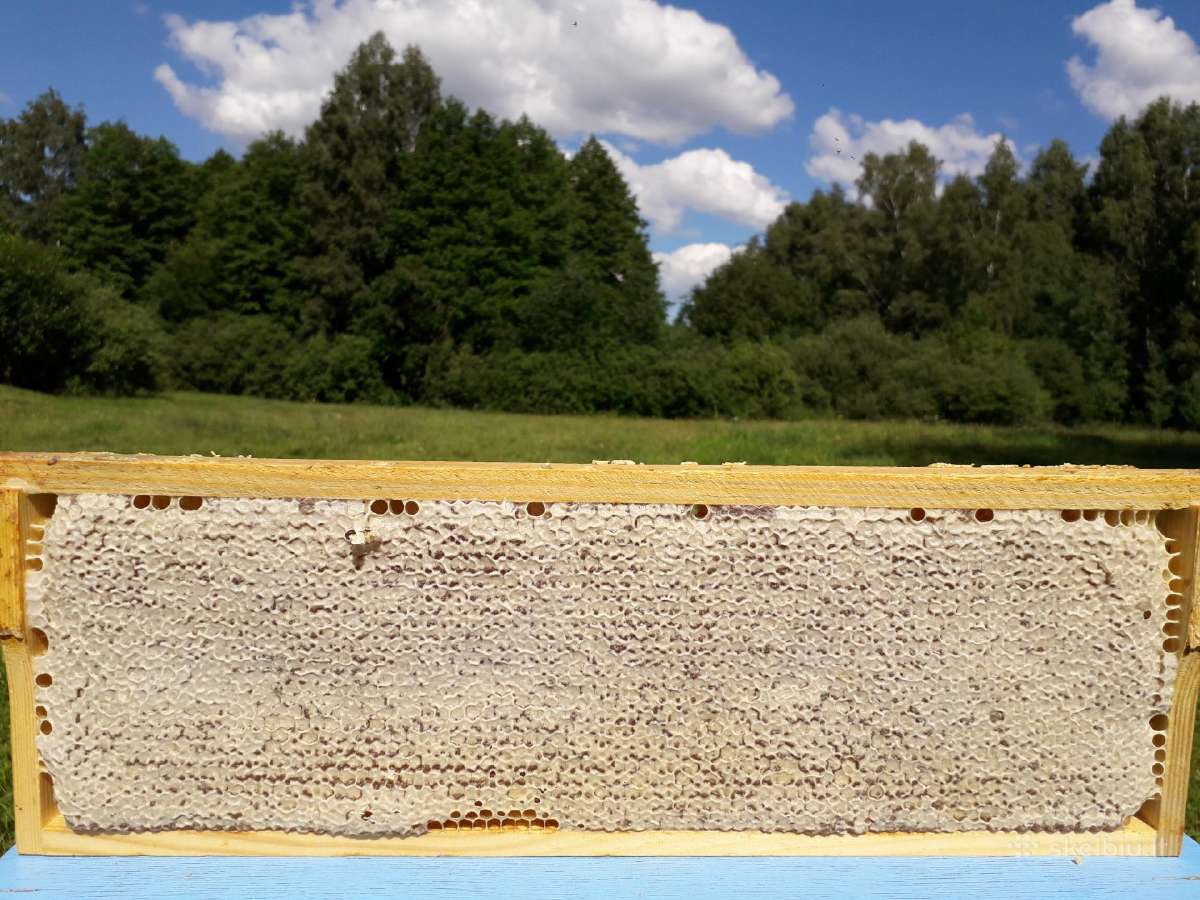 Medus bičių produktai - nuotraukos Nr. 7