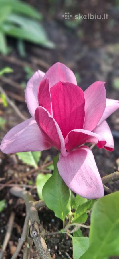 Magnolijos , azalijos, rododendrai - nuotraukos Nr. 29