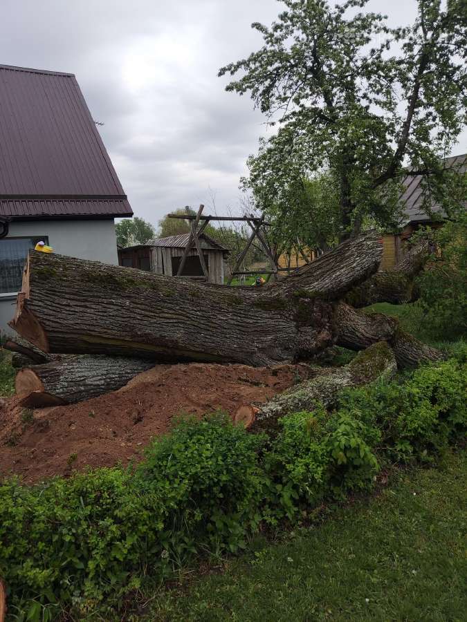 Ąžuolas Kupiškio rajone