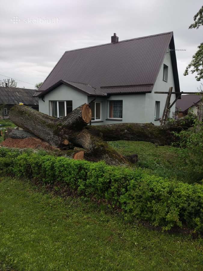 Ąžuolas Kupiškio rajone - nuotraukos Nr. 2