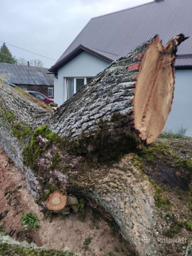 Ąžuolas Kupiškio rajone - nuotraukos Nr. 4