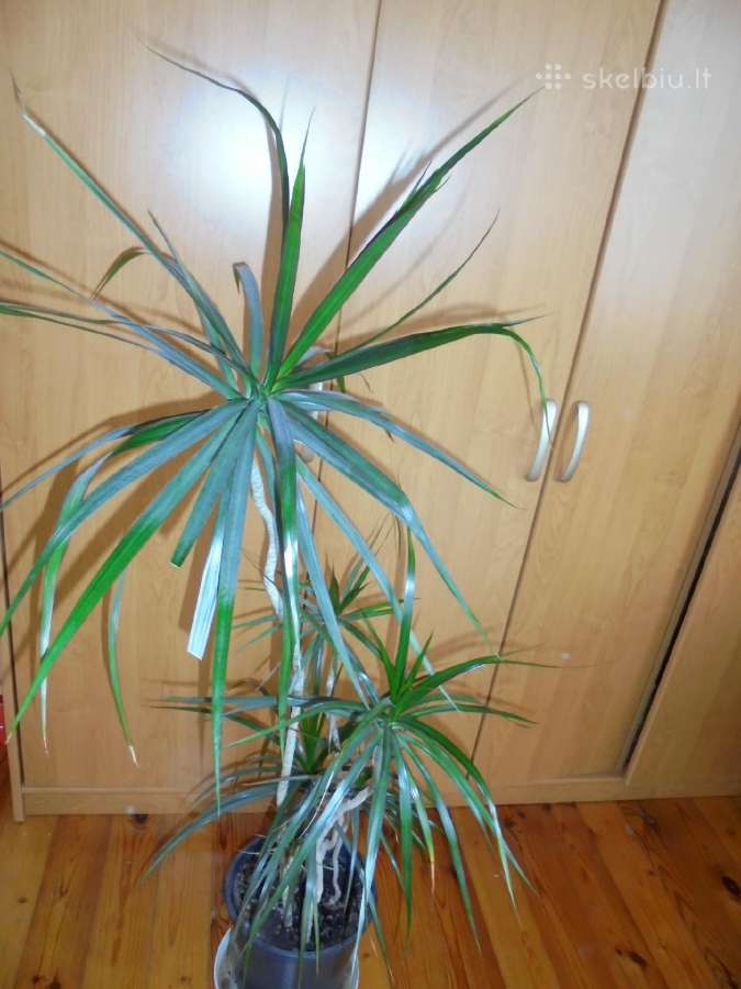 Dracenos didelės 2 vnt. ir mažesnės - nuotraukos Nr. 4