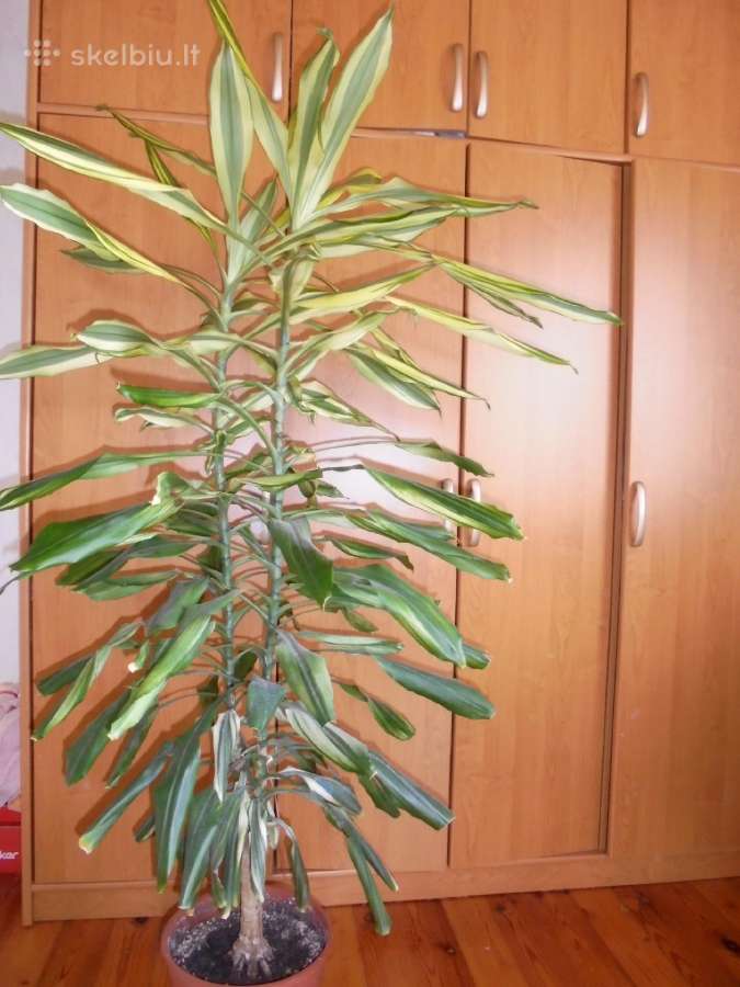 Dracenos didelės 2 vnt. ir mažesnės - nuotraukos Nr. 5