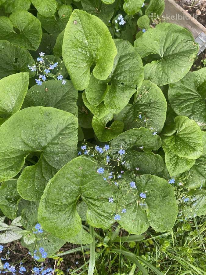 Sidabrinė ir žalialapė brunera - nuotraukos Nr. 5
