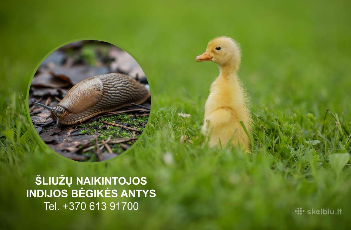 Indijos begikes antys - ančiukai šliužų naikintoja