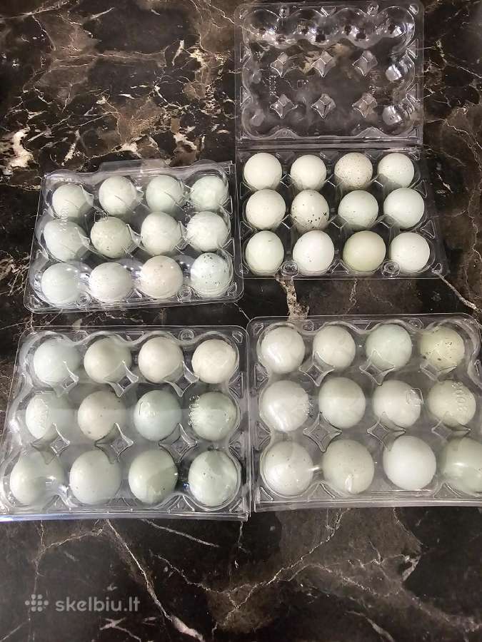 Celadon putpelių kiaušiniai