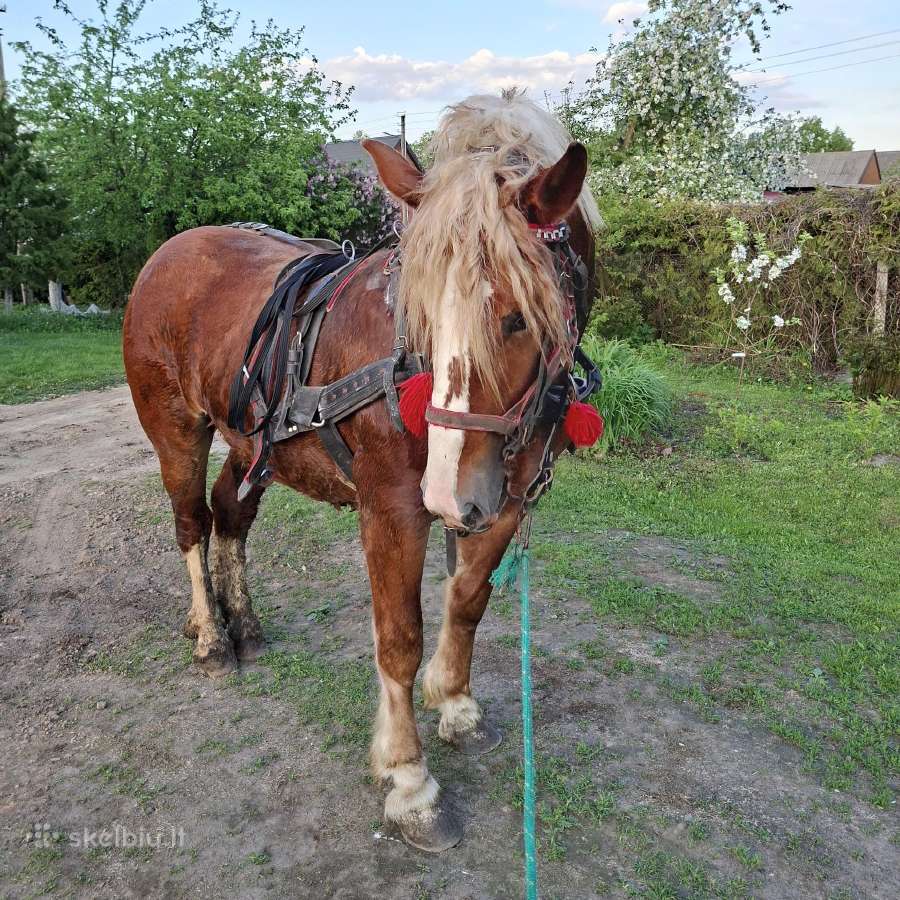 Parduodu eržilukus - nuotraukos Nr. 7