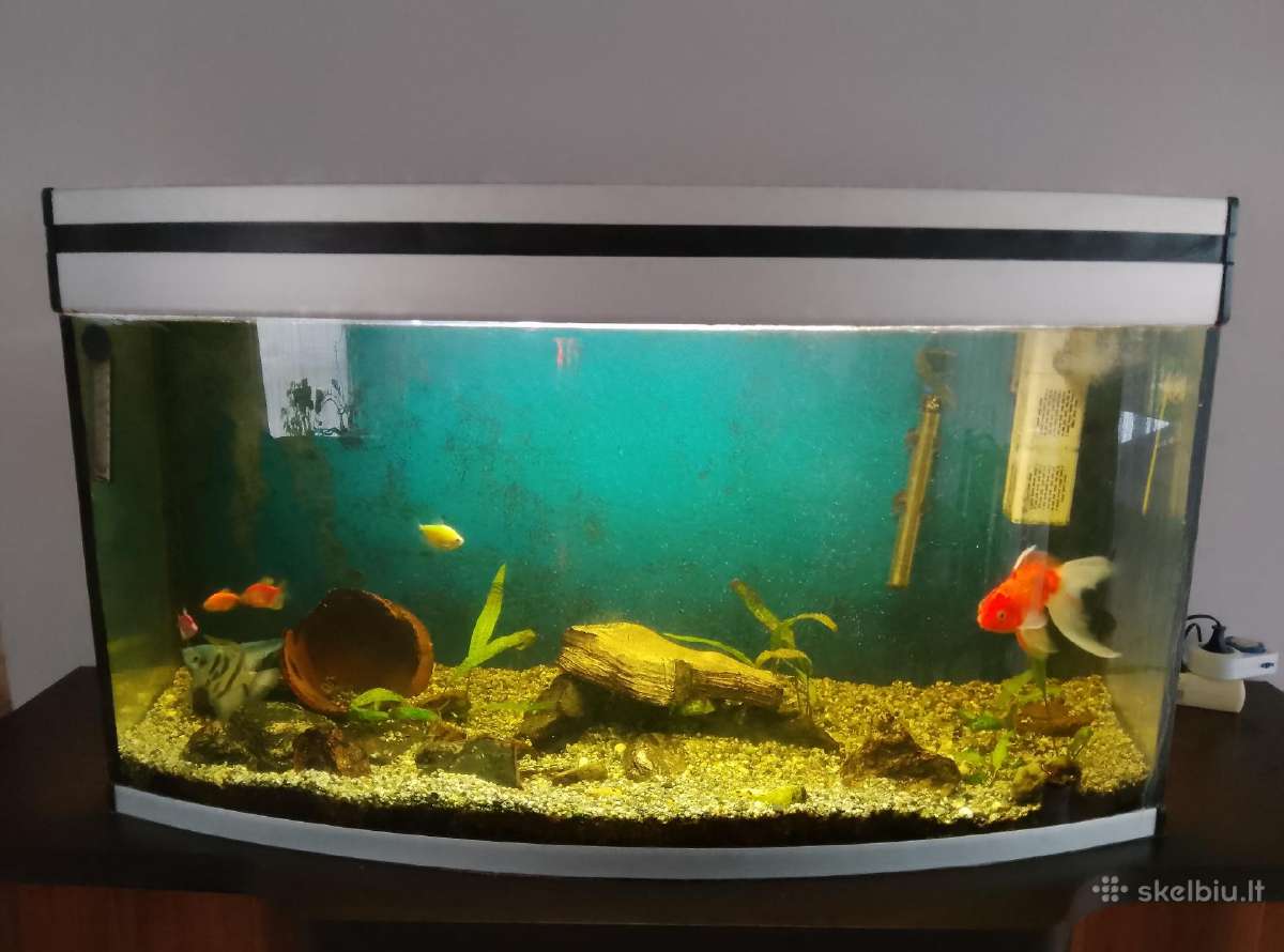 220 l panoraminis akvariumas