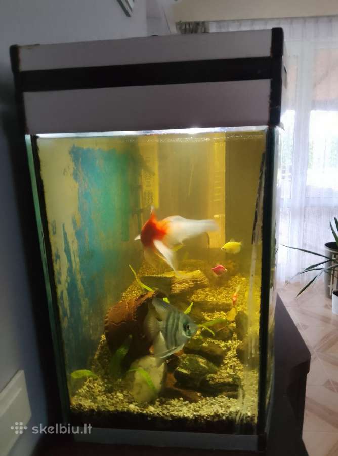 220 l panoraminis akvariumas - nuotraukos Nr. 4