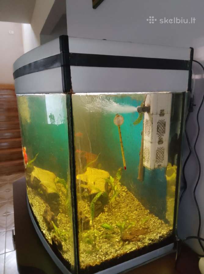 220 l panoraminis akvariumas - nuotraukos Nr. 5