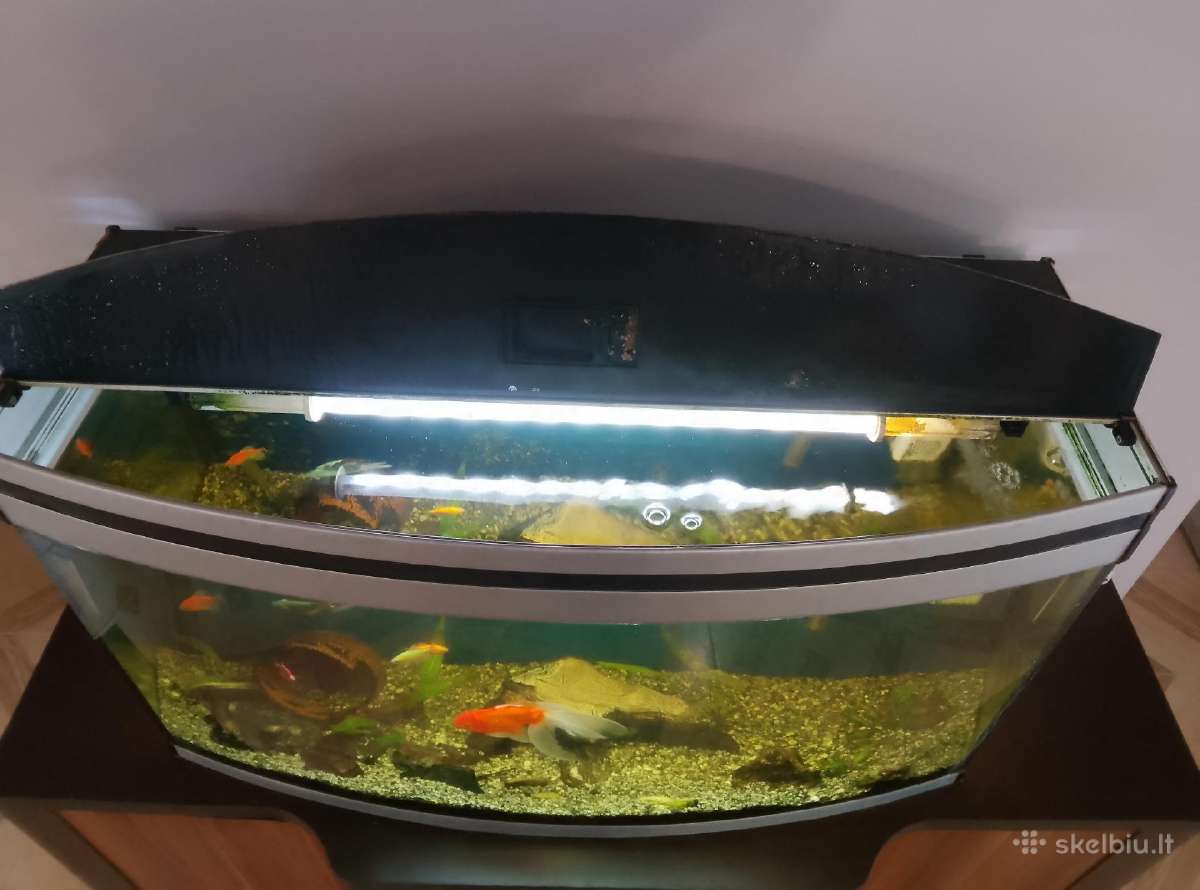 220 l panoraminis akvariumas - nuotraukos Nr. 2