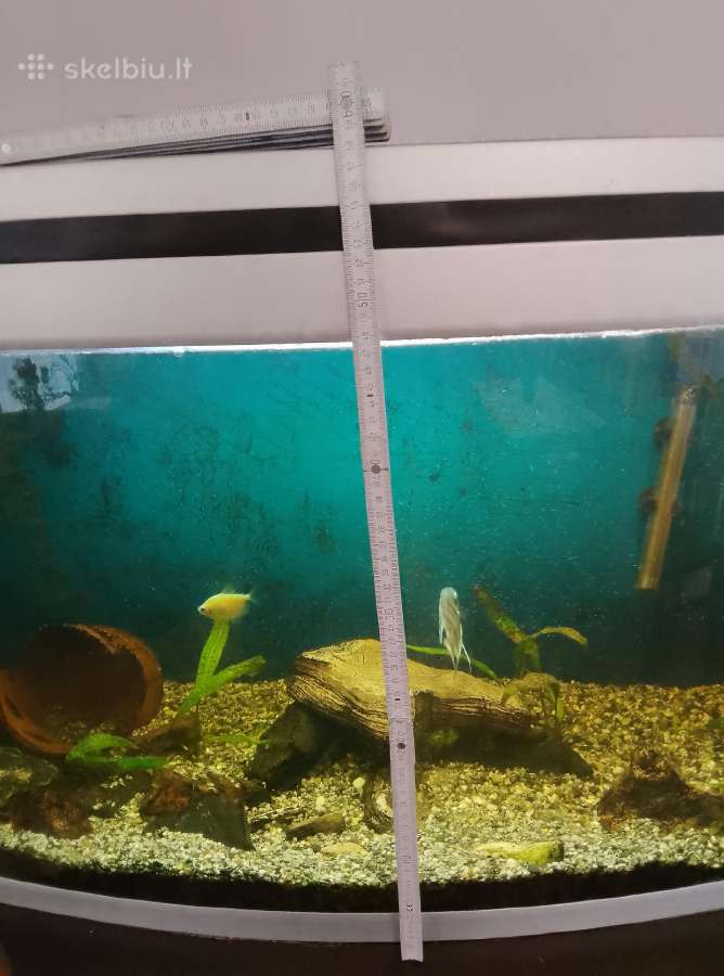 220 l panoraminis akvariumas - nuotraukos Nr. 9