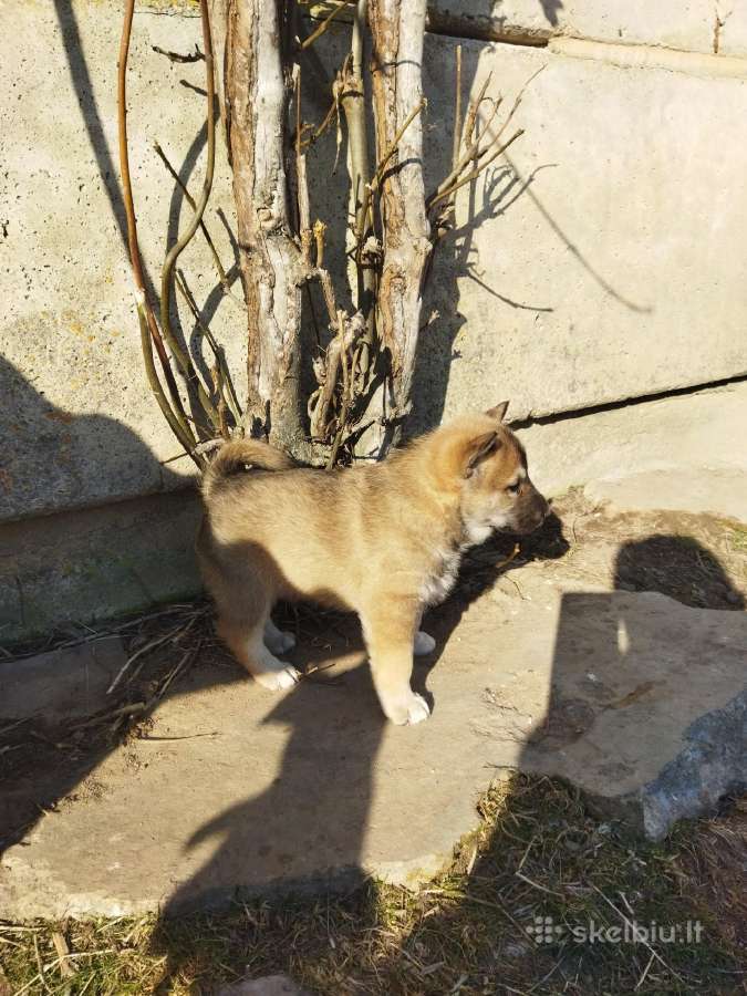 Parduodami Vakarųsibiro laikos šuniukai