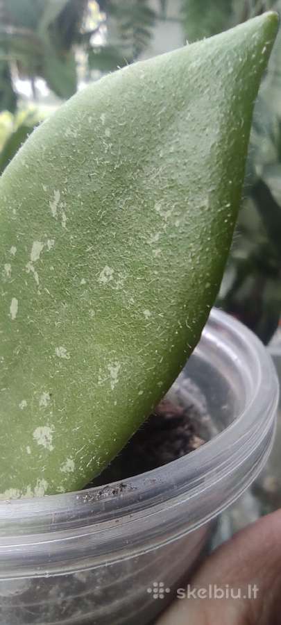 Hoya Thomsonii jaunas augalas