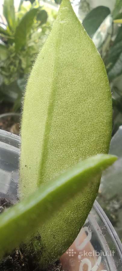 Hoya Thomsonii jaunas augalas - nuotraukos Nr. 2