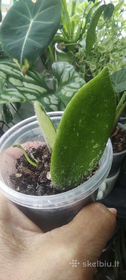Hoya Thomsonii jaunas augalas - nuotraukos Nr. 3