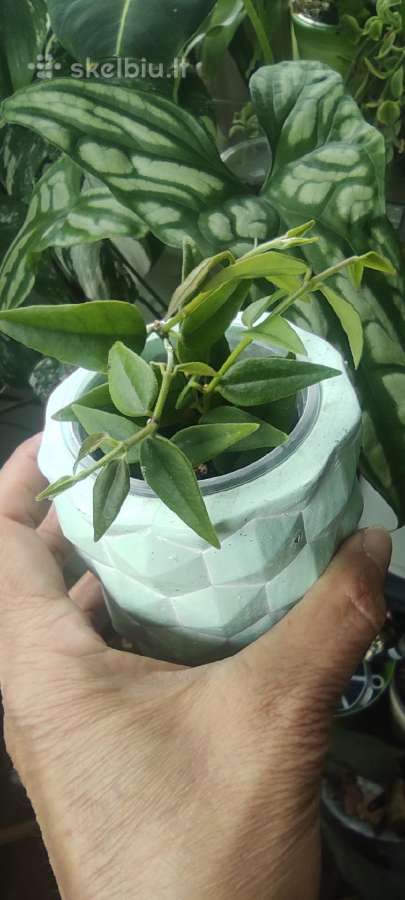 Vaškuole Hoya Bella