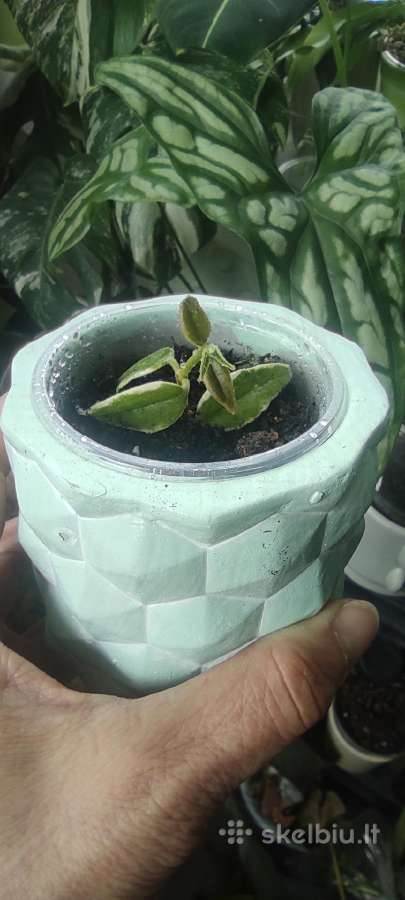 Vaškuole Hoya Bella Albomarginata