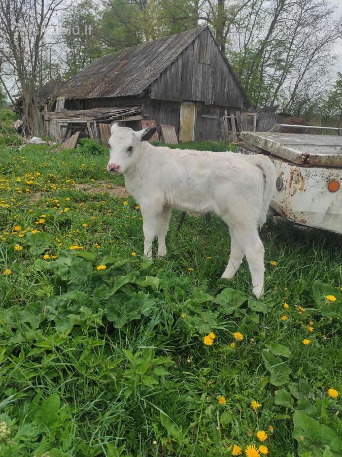 Parduodu telyčiuke