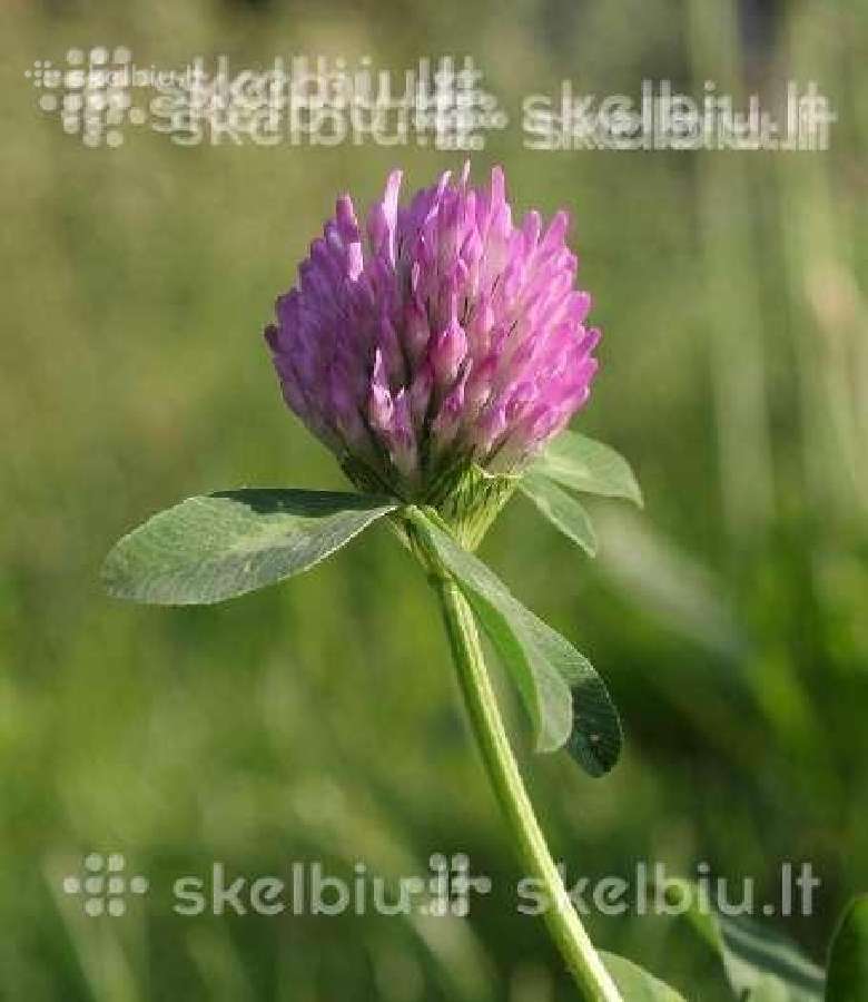 Dobilai, liucerna, motiejukai, svidre, eraicinai