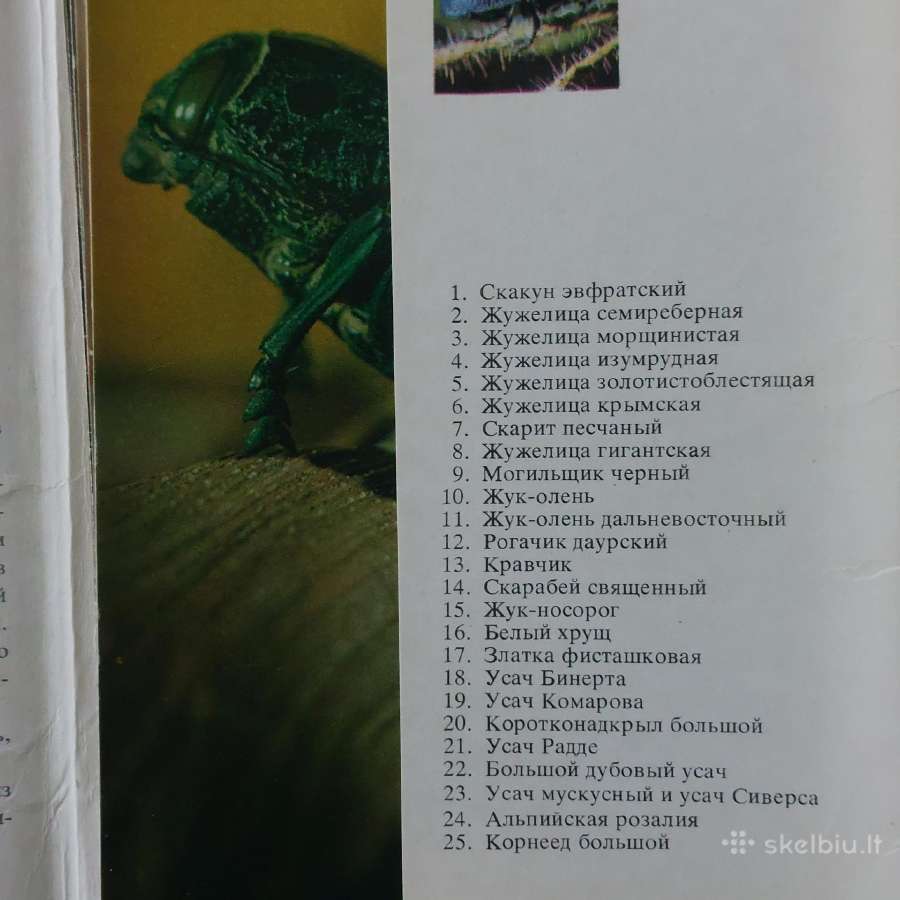 Atvirukų komplektas - Vabalai - nuotraukos Nr. 5
